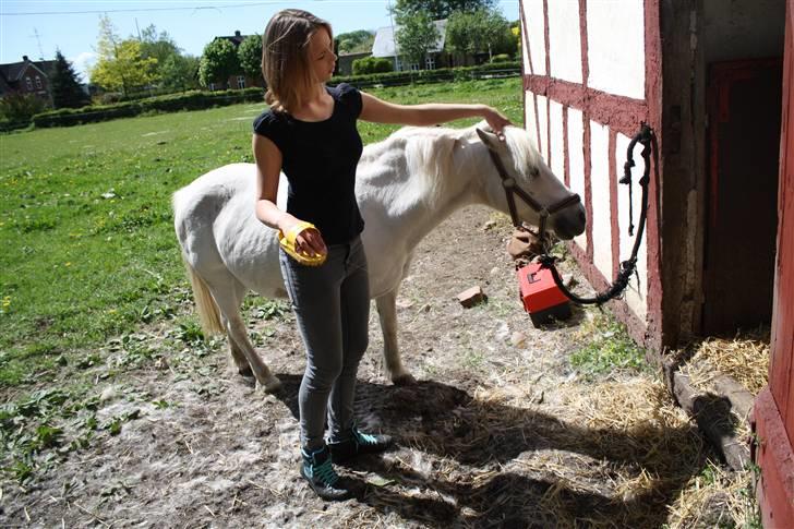 Welsh Pony (sec B) Fiona - R.I.P. billede 11