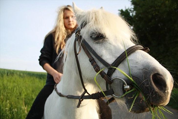 Welsh Pony (sec B) Fiona - R.I.P. billede 13