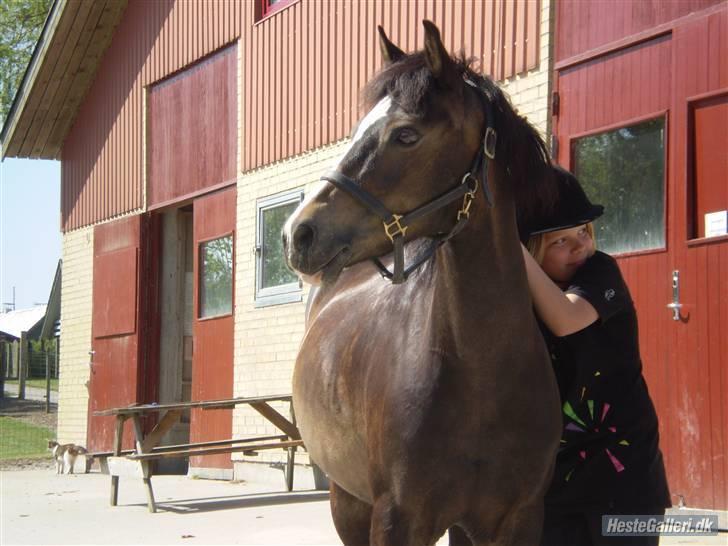 Welsh Pony (sec B) Lyngvejens Flicka(solgt) - *NYT*REN hygge billede 11