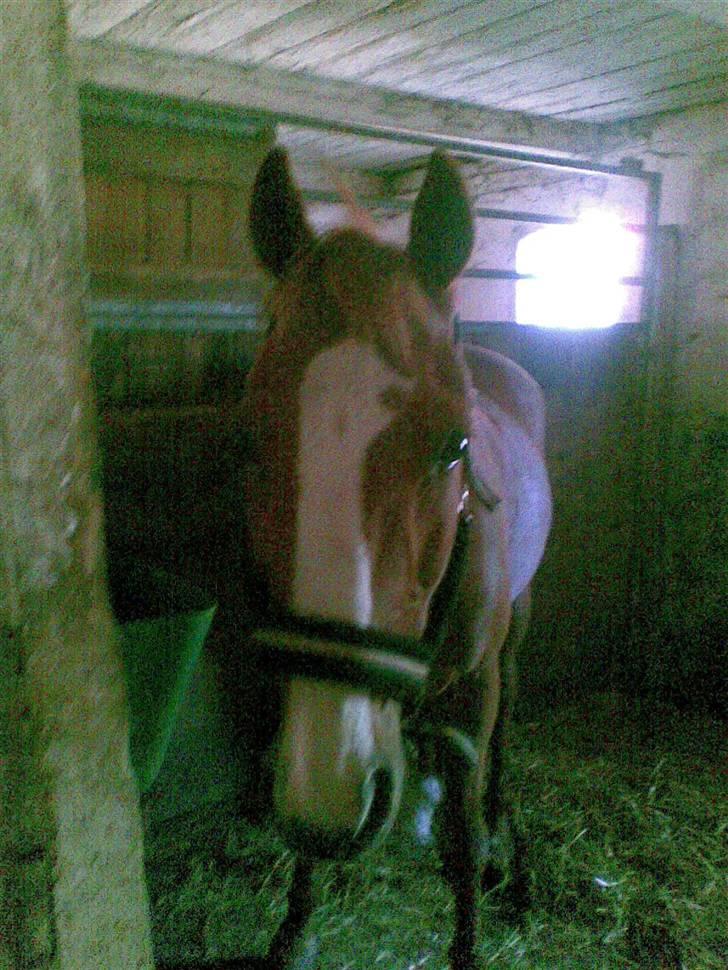 Anden særlig race robin (SOLGT) billede 11