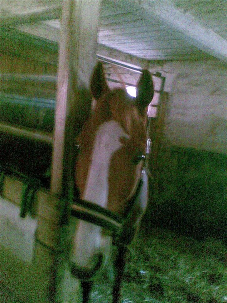 Anden særlig race robin (SOLGT) billede 12