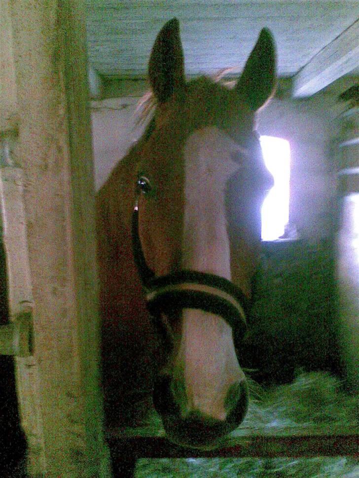 Anden særlig race robin (SOLGT) billede 13