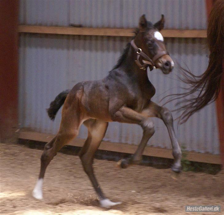 Dansk Varmblod Art Edition T *SOLGT* - se lige hvordan han hopper i vejret! det er bare livet sys han! (han var heller ikke nem at få med ind i stalden igen) billede 11
