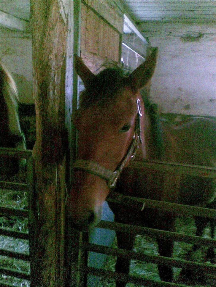 Holstener cheri billede 6