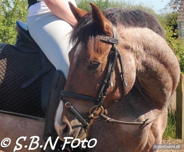 Welsh Cob (sec D) Goya **solgt** billede 16