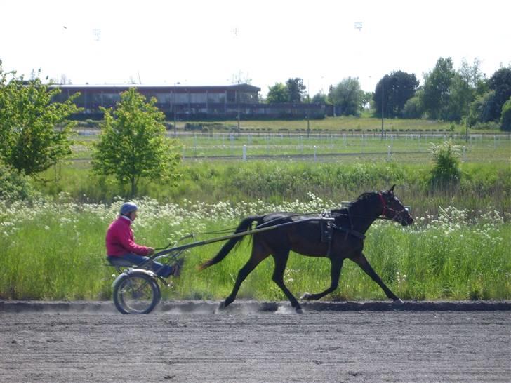 Traver Osaka Steensgård - Ude og træne. billede 1