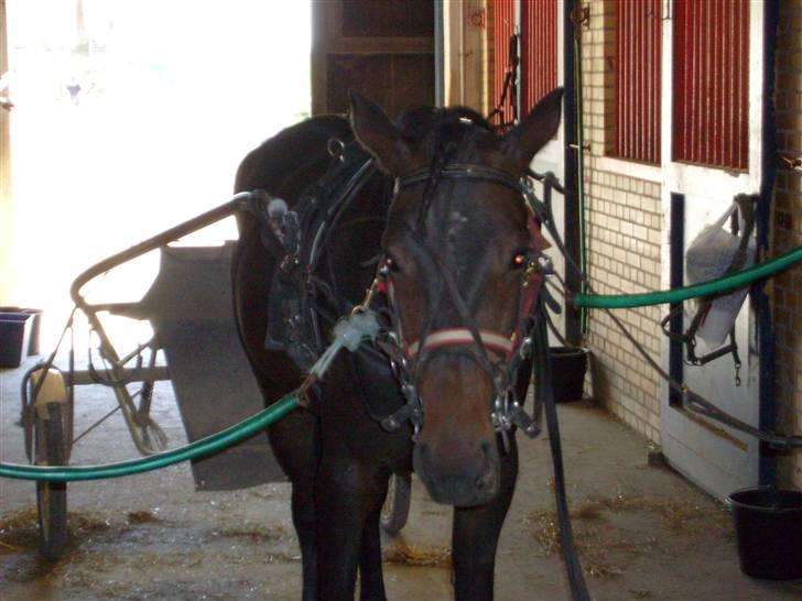 Traver Osaka Steensgård - Klar til træning billede 2