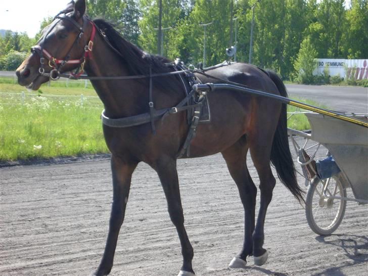 Traver Osaka Steensgård - Smil til fotografen. billede 4