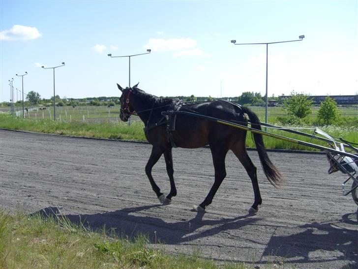 Traver Osaka Steensgård - Det var den træning. Tilbage til stalden. billede 5