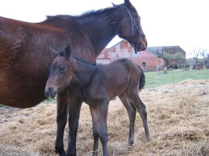 Traver Osaka Steensgård - Én dag gammel. billede 6