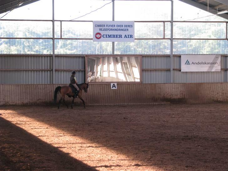 Anden særlig race Højgårds Magic Star *EX* billede 8