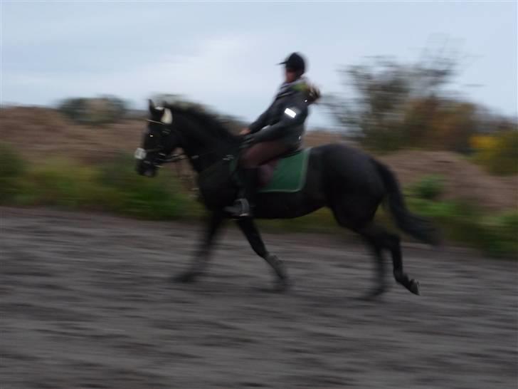 Traver Dijon Amber - vi træner galop på DSM :D gik bare så godt :) billede 4