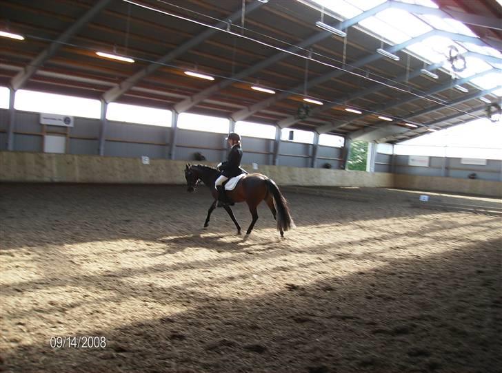 Anden særlig race Højgårds Magic Star *EX* billede 9