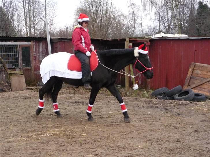 Traver Dijon Amber - mig og Dijon som bidløs i juletid :D billede 6