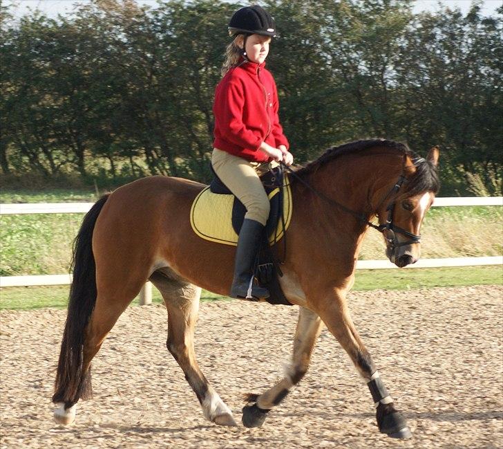 Welsh Pony (sec B) Rughaven Chivas - Sofie rider på chivas for første gang:D billede 8