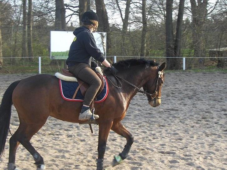 Connemara Torps Melanie  billede 9