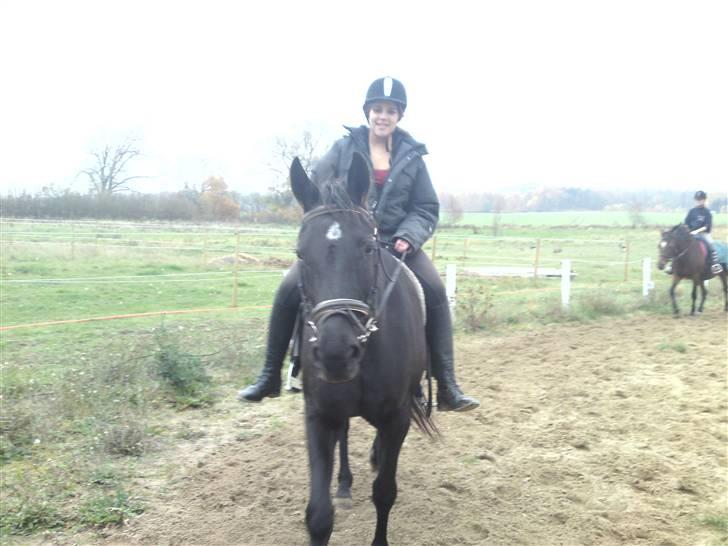 Traver Dijon Amber - *NYT!! nede hos Ania og ride Dijon :D billede 12
