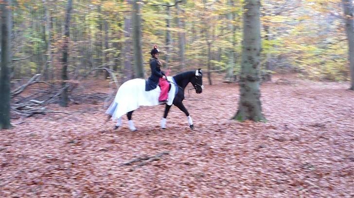 Traver Dijon Amber - dressur i skoven halloween xD mig djævel dijon engel xD billede 14