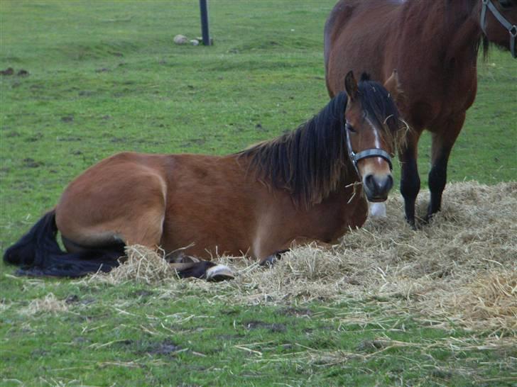 Welsh Pony (sec B) Rughaven Chivas - zzzz billede 18