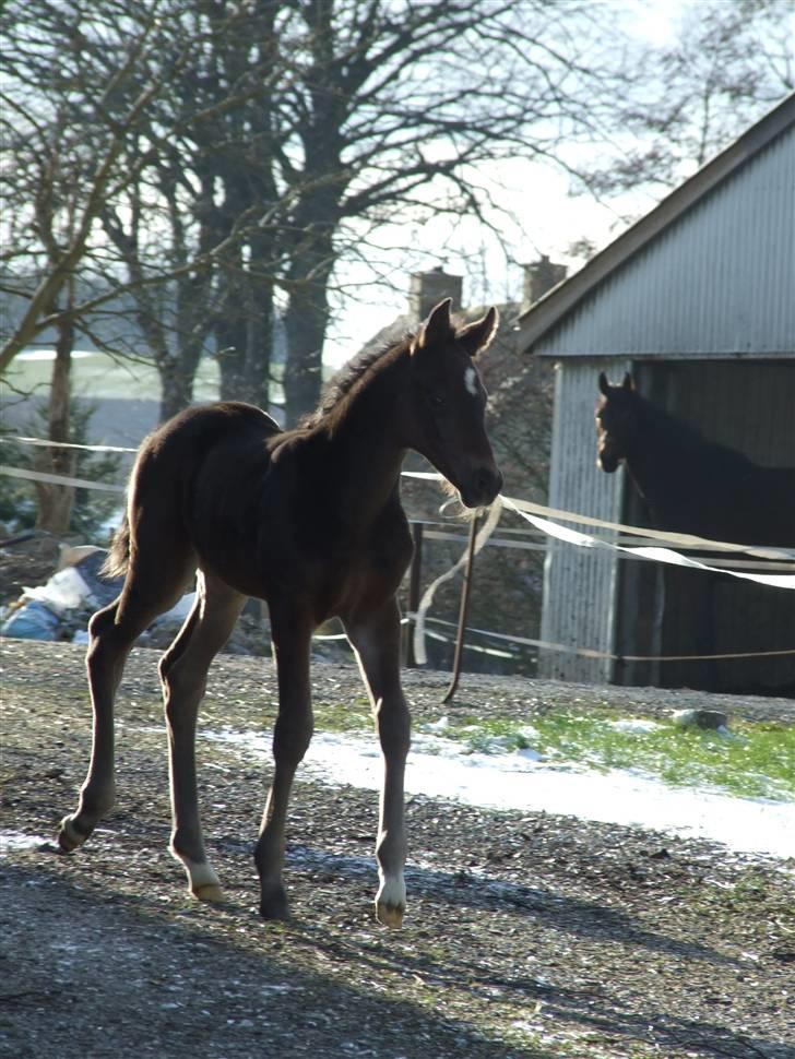 Dansk Varmblod Stærebogårds Ajour - Præcis 1 uge gammel billede 16