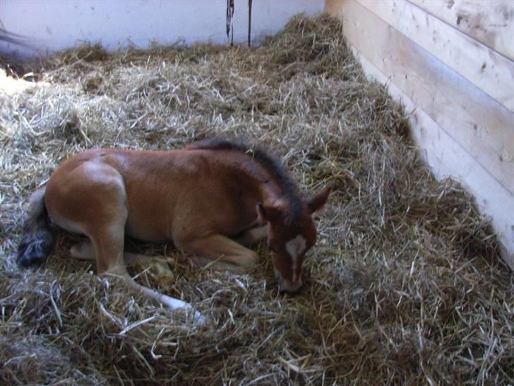 Welsh Pony (sec B) Rughaven Chivas - Chivas som føl <3 billede 20