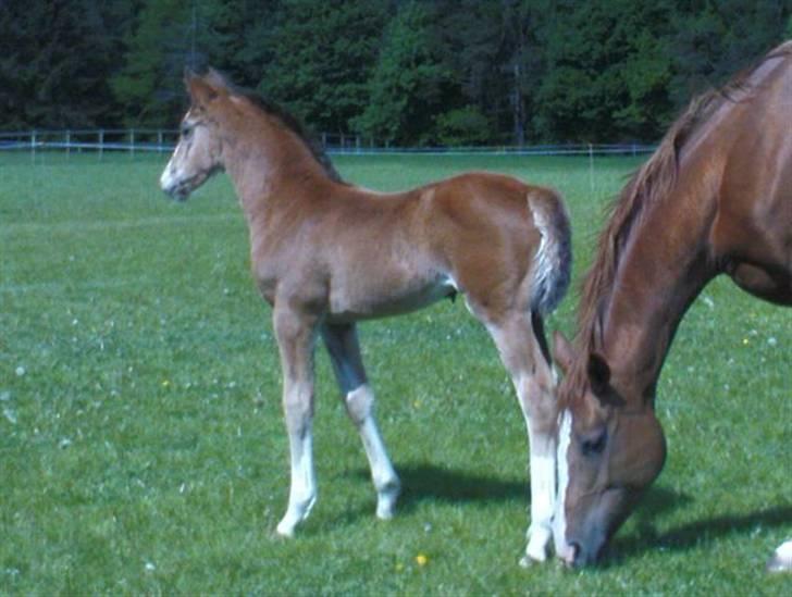 Dansk Varmblod Stald Holm´s Lechea SOLGT - sker der mon noget nyt i dag billede 8