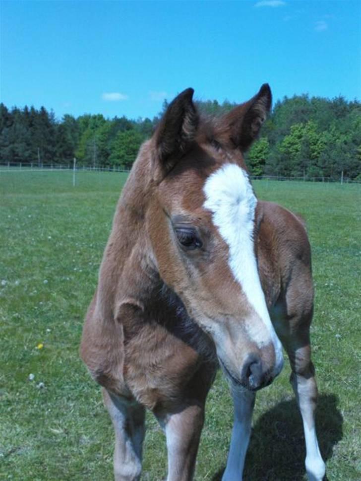 Dansk Varmblod Stald Holm´s Lechea SOLGT - jeg kan da se sød ud ikk? billede 9