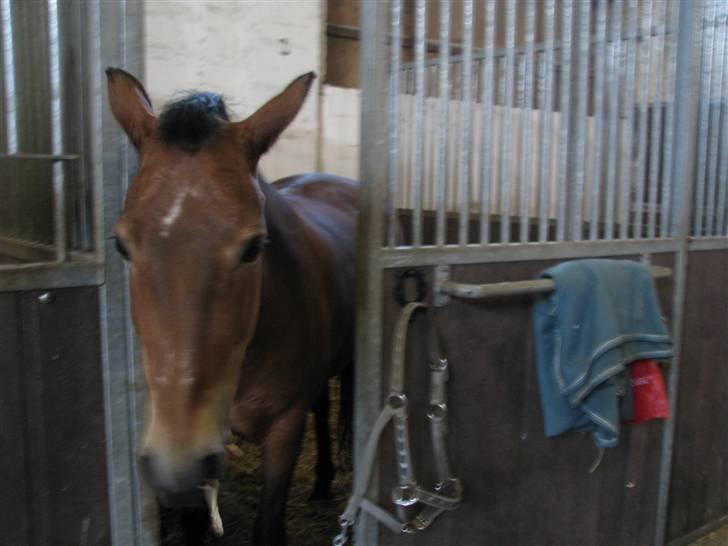 New Forest Trunte e*EX-PART** billede 3