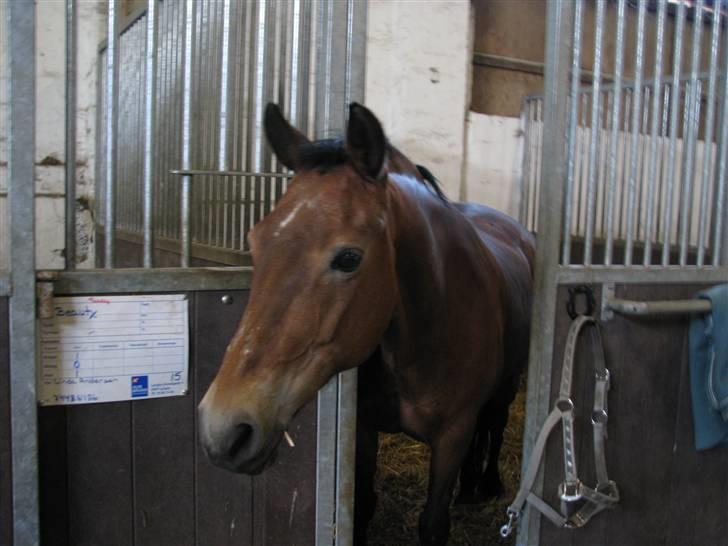 New Forest Trunte e*EX-PART** billede 4