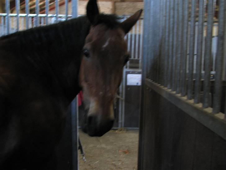 New Forest Trunte e*EX-PART** billede 5