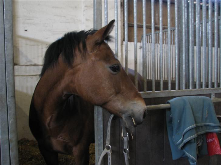 New Forest Trunte e*EX-PART** billede 6