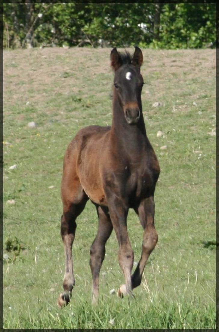 Dansk Varmblod Stærebogårds Ajour - 2½ mnd. gamel billede 19