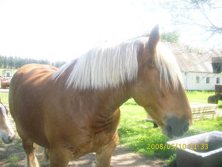 Jyde Linda (avl) - se miiiig : foto miig billede 4