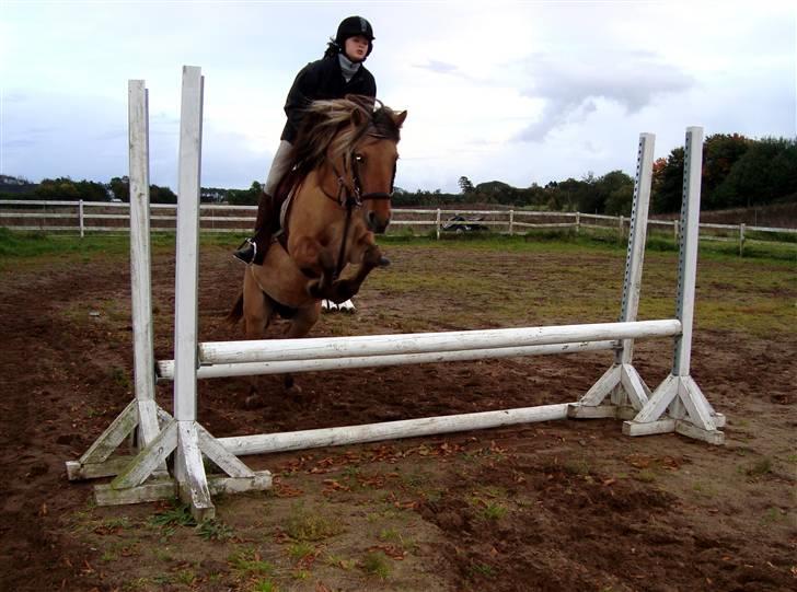 Anden særlig race Kikki - SOLGT :`/   - NYT NYT! Taget den 30 sep 2008. Ved og få hende i form efter som at hun har været i f´ol. første gang, vi igen springer denne høje. ca. 80 cm. billede 12