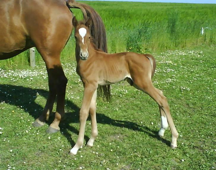 Anden særlig race Figaro - Velkommen til min profil :o) tak fordi I kiggede :D billede 1