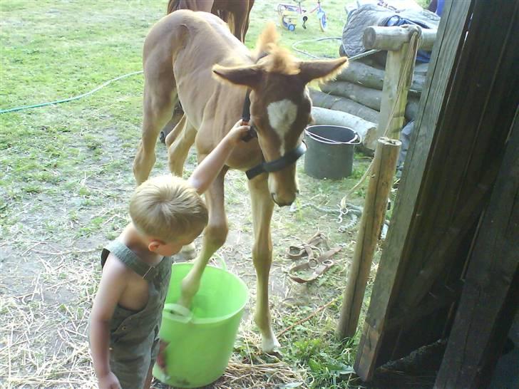Anden særlig race Figaro - Toke holder virkelig på at han kan holde Figaro! Også når han bliver 170 ;o) haha, billede 3
