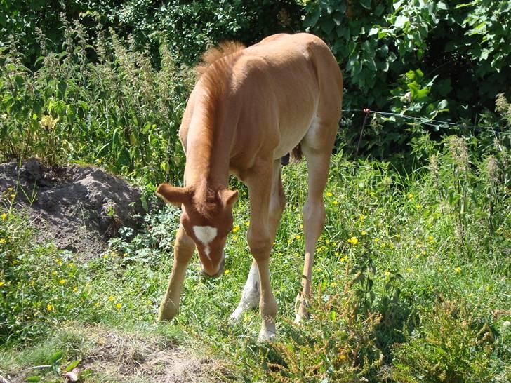 Anden særlig race Figaro - NYT! Han er bare så dejlig!!!!! :o) <333 billede 4