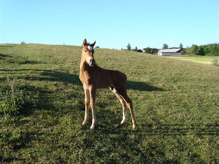 Anden særlig race Figaro - **NYT**  taget om morgenen den 17-06!´o8! :o) billede 5