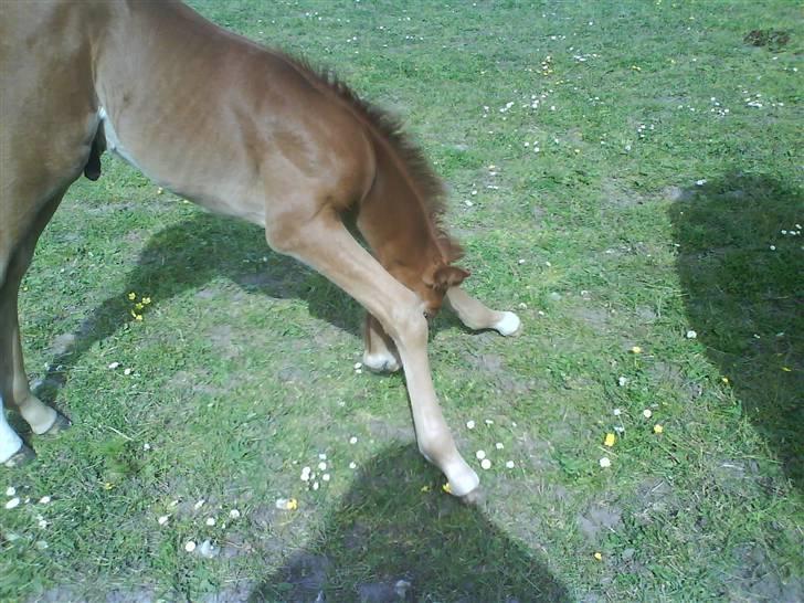 Anden særlig race Figaro - hvad tænker du?  Jeg tænker hvert fald : BAMBIII xD billede 6