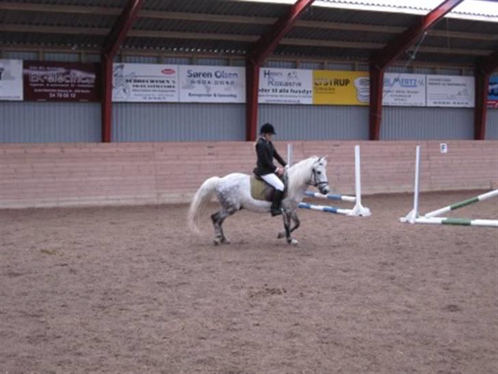 Anden særlig race Charlie- gammel part - mig og charlie til springstævne 40 cm billede 9