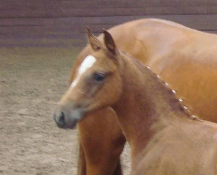 Anden særlig race Figaro - Følskue den 19-07 .. :o) billede 7