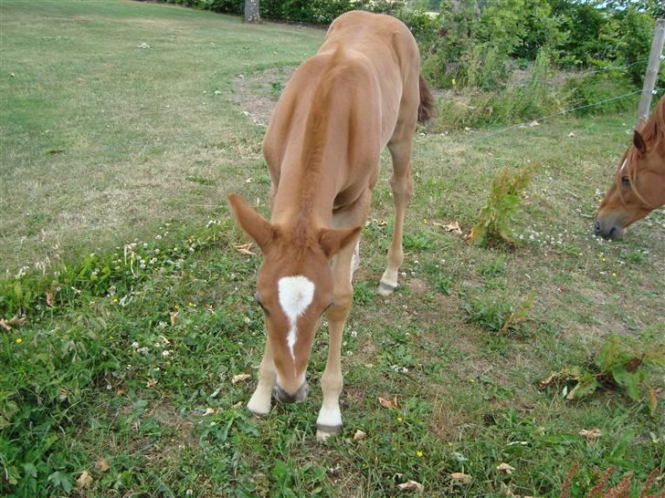 Anden særlig race Figaro - NYT! :o)   Ser lidt skægt ud, ved ikke rigtig hvad søren han har gang i! :D billede 8