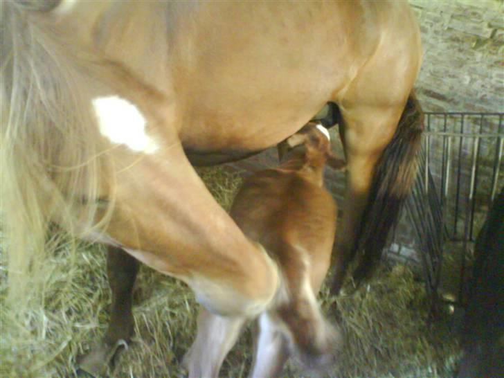 Anden særlig race Figaro - så så lille skat, ta´ en tår mælk :o) billede 9