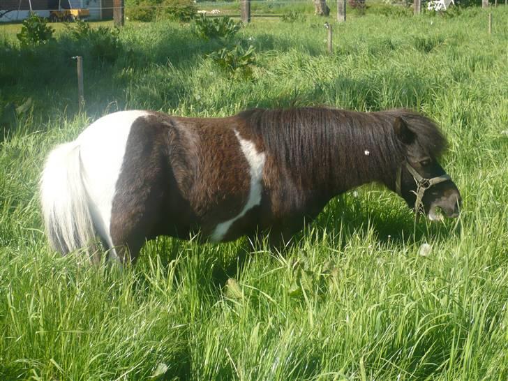 Shetlænder Mini Max - Elsker græs i sær når det når mig helt til maven billede 10