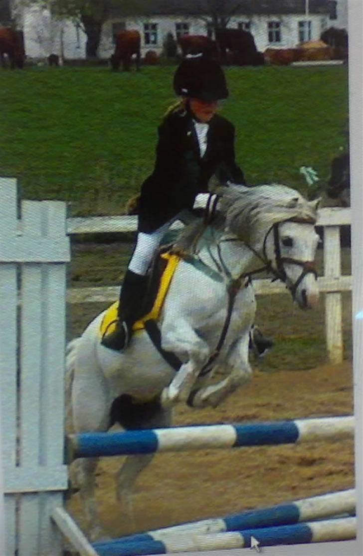 Welsh Mountain (sec A) Møllegårdens Starlet billede 6