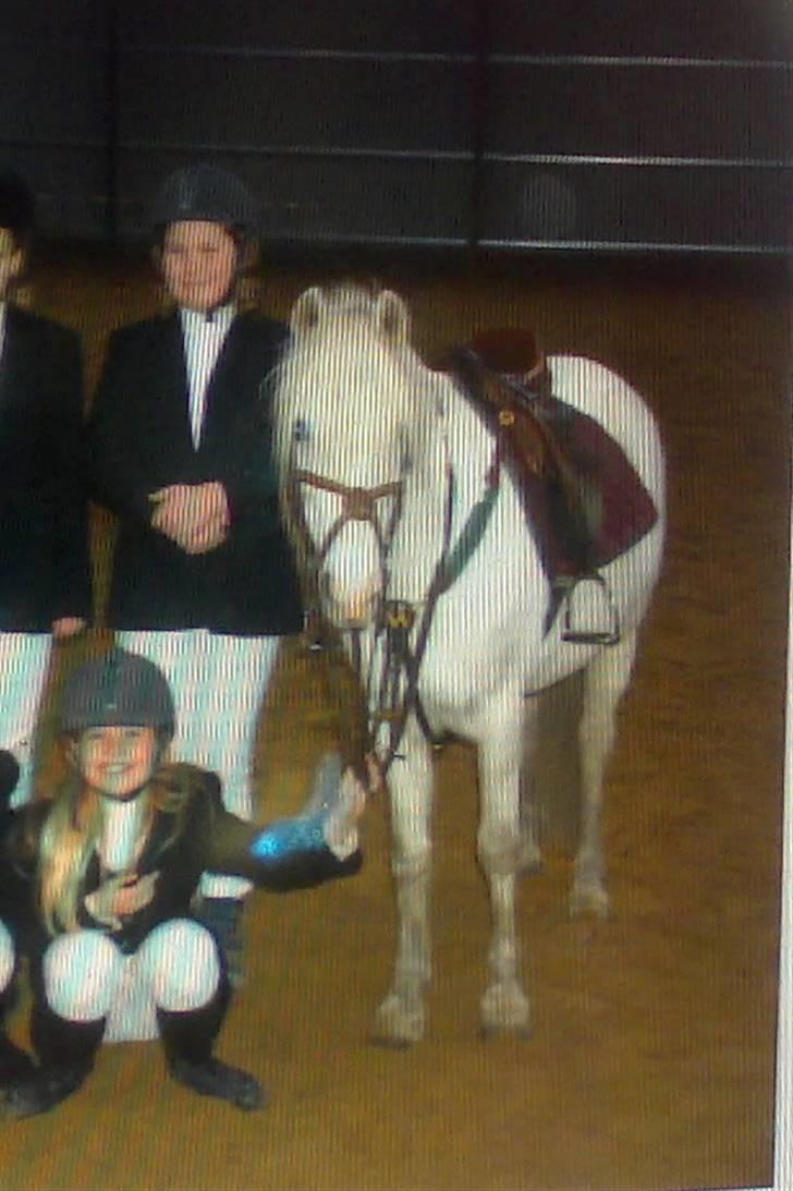 Welsh Mountain (sec A) Møllegårdens Starlet billede 7