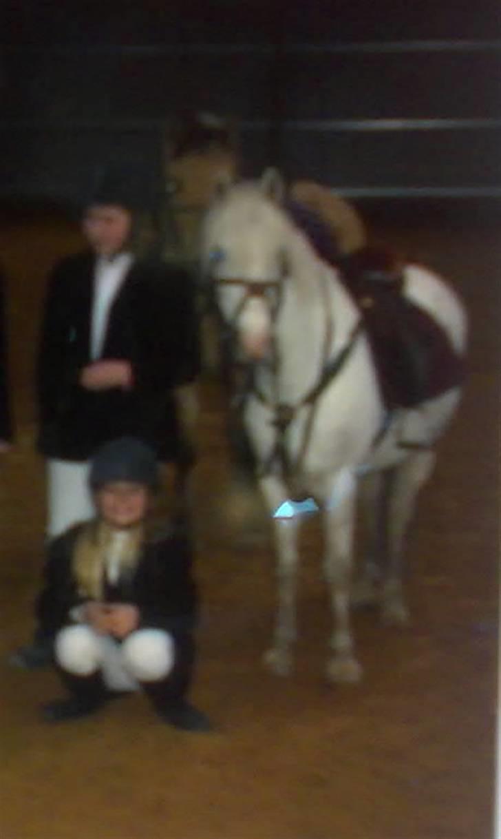 Welsh Mountain (sec A) Møllegårdens Starlet billede 9