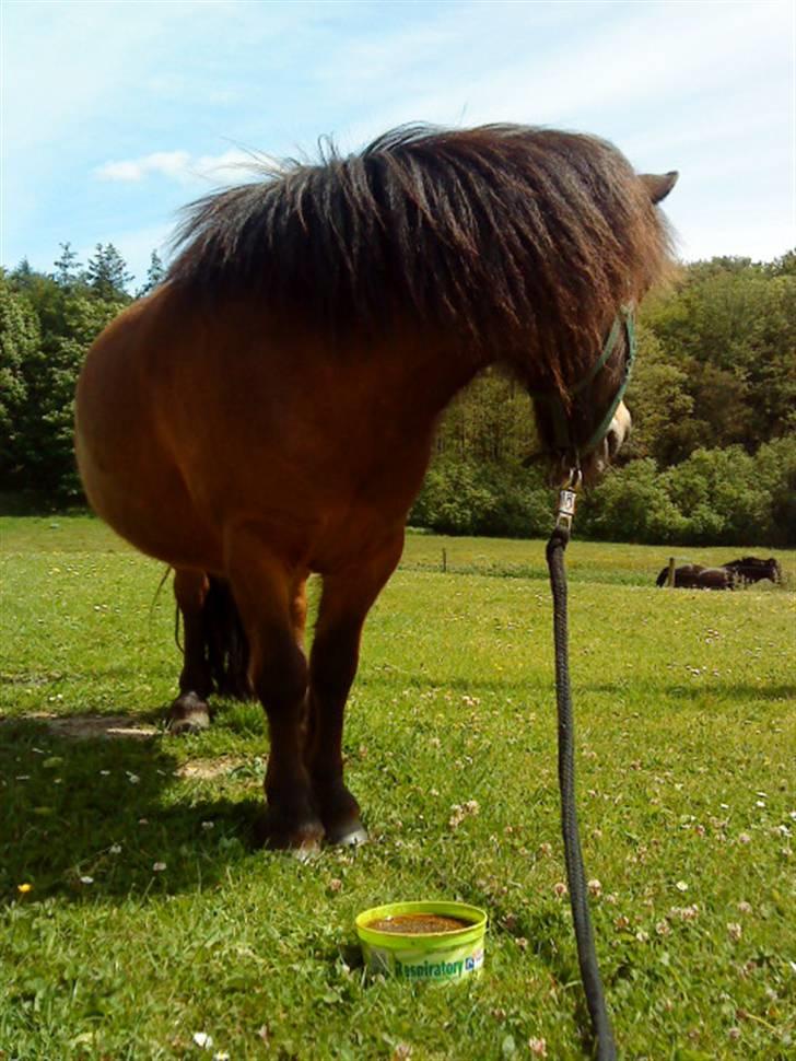 Shetlænder Bloom - Velkommen til mussens profil. Nyd billederne og teksten<3  billede 2
