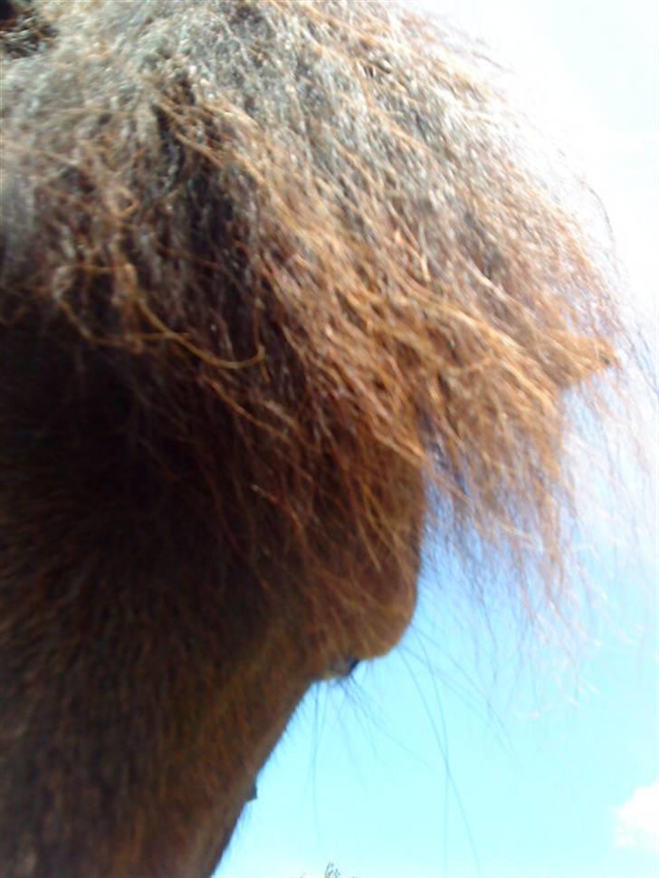 Shetlænder Bloom - Bloom<3 billede 3