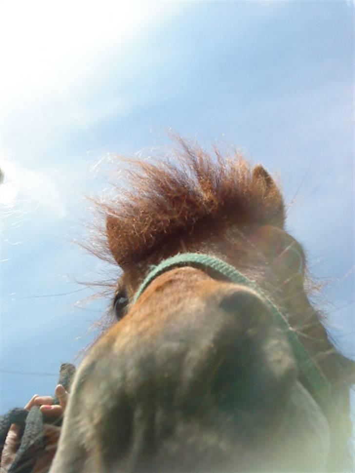 Shetlænder Bloom - Bloom den smukke tøs<3  billede 4